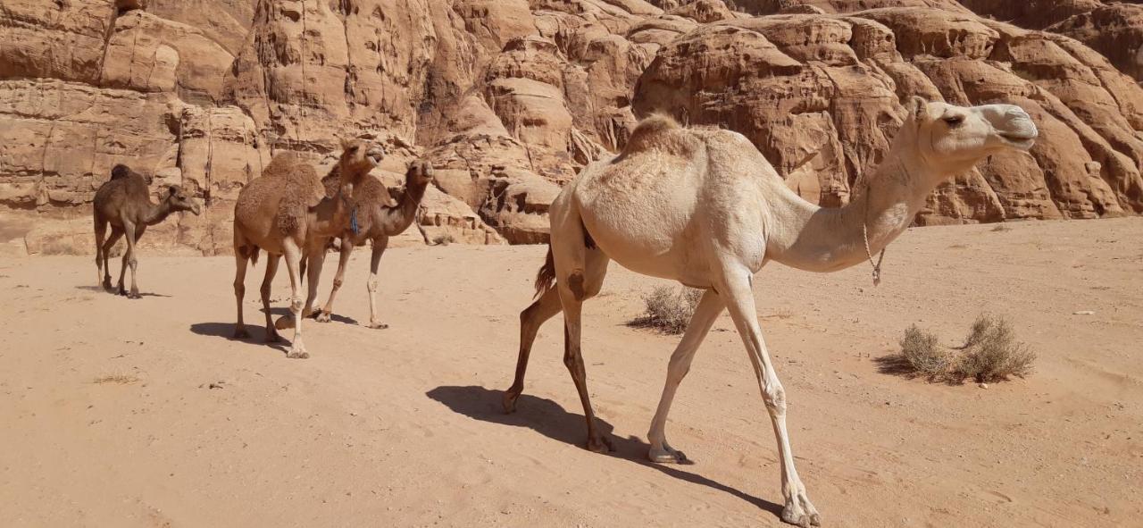 Sunrise Camp Hotel Wadi Rum Exterior photo