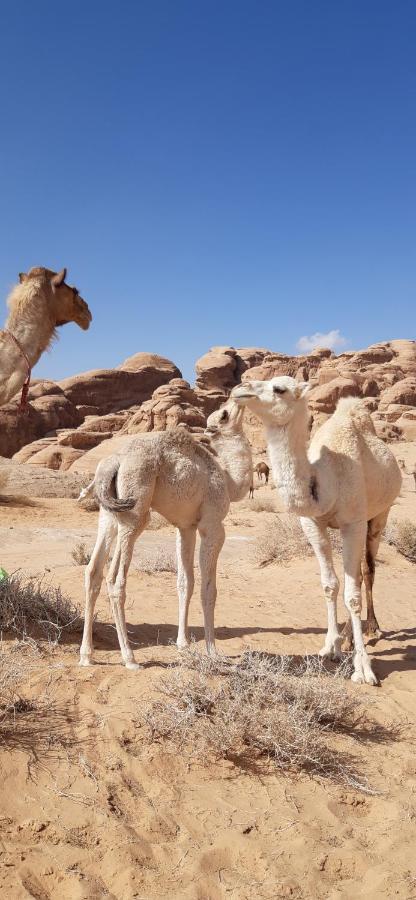 Sunrise Camp Hotel Wadi Rum Exterior photo