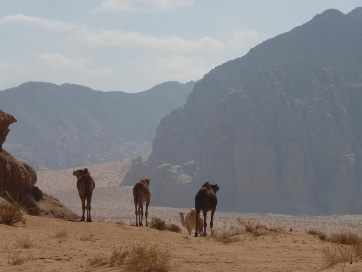 Sunrise Camp Hotel Wadi Rum Exterior photo
